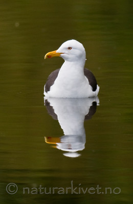 BB 11 0340 / Larus fuscus / Sildemåke
